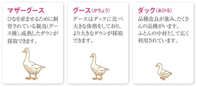鳥の種類の比較図。マザーグースは成熟したダウンが採取でき、グースはダックより大きなダウンが採取でき、ダックはふとんの中材として広く利用されている。
